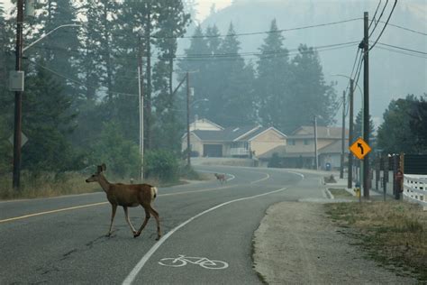 B.C. mule deer stressed by wildfire, but still much to learn about wildlife impacts