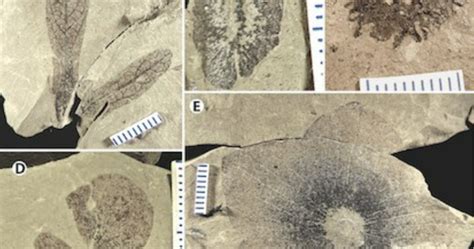 B.C. paleobotanist rediscovers Burnaby plant fossils stored at SFU ...