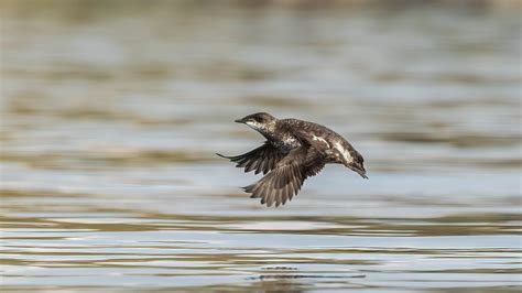 B.C. professor pushing plan to protect marbled murrelet habitat in old growth