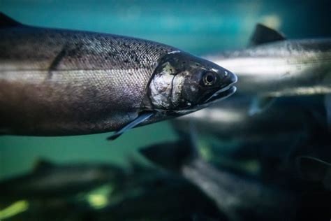 B.C. stream watchers link ‘unprecedented’ coho salmon kill to tire toxin and drought