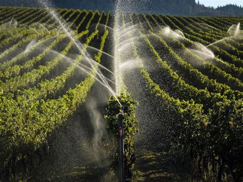 B.C. vineyards devastated by winter freeze, slashing wine output up to 56%: growers