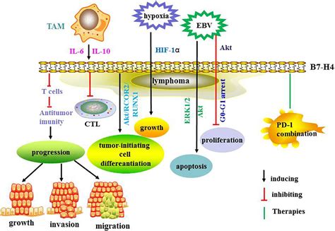 B7-H4, a promising target for immunotherapy - ScienceDirect