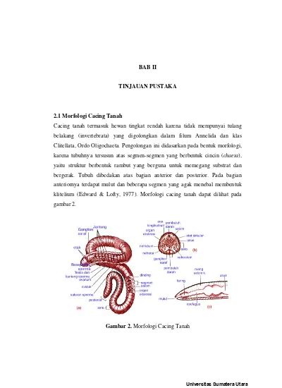 BAB II KAJIAN PUSTAKA 2.1 Cacing Tanah 2.1.1 Klasifikasi …