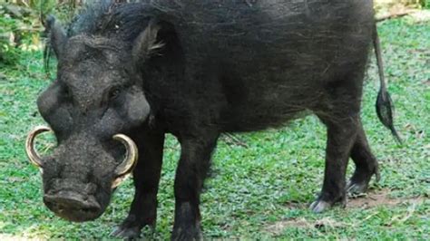 Babi - Wikipedia bahasa Indonesia, ensiklopedia bebas - muktibox.com