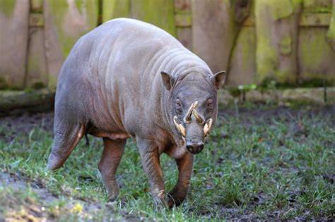 Babirusa (Babyrousa babyrussa) - raincitystudios.com