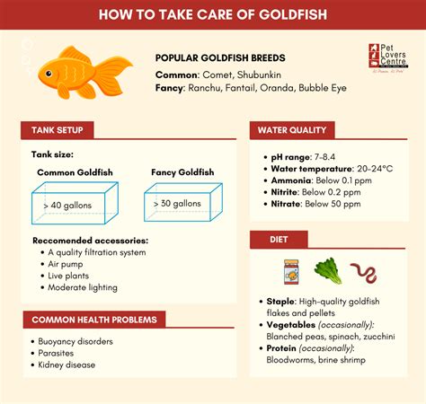 Baby Fancy Goldfish Care Guide Feeding Tank and Growth - raincitystudios.com