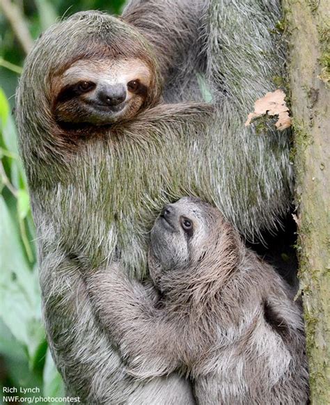 baby sloth with mom - elchoricharrua.com