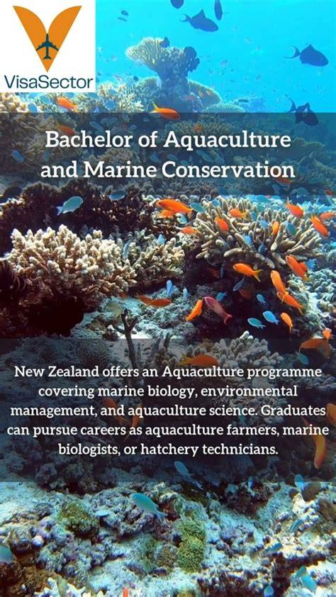 Bachelor of Aquaculture and Marine Conservation - raincitystudios.com