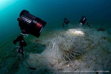 Backscatter Underwater Video & Photo - Backscatter - raincitystudios.com