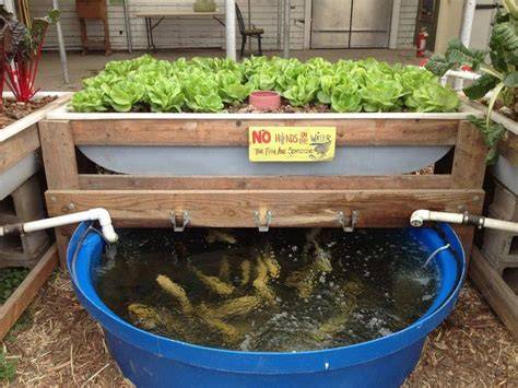 Backyard Aquaponics: DIY System to Farm Fish - raincitystudios.com