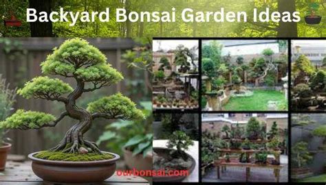 Backyard Bonsai Garden Ideas, Best Guide For … - raincitystudios.com