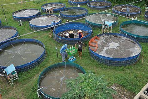 Backyard farming of tilapia using a biofloc-based culture system - raincitystudios.com
