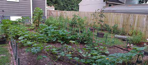 Backyard Food Forest - UF/IFAS Extension Manatee … - raincitystudios.com