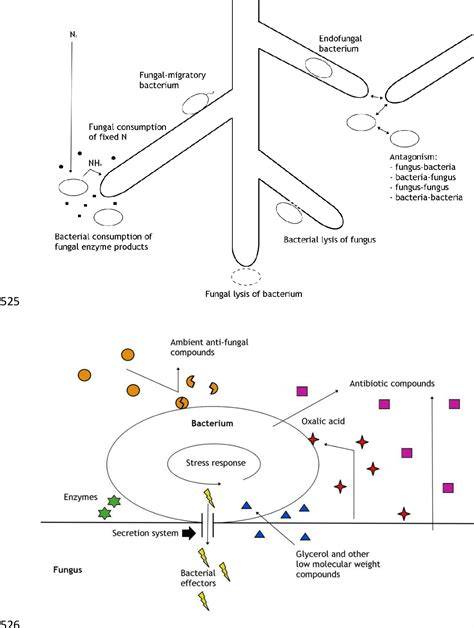 Bacteria in decomposing wood and their interactions … - raincitystudios.com