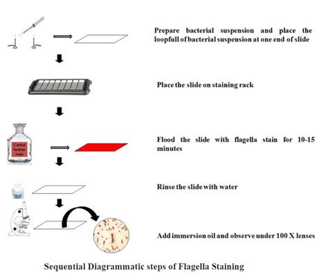 Bacterial Flagella Stain Protocol - muktibox.com