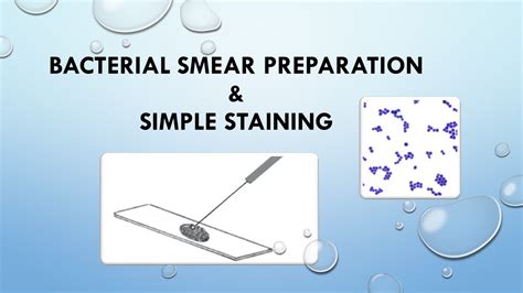 BACTERIAL SMEARS AND SIMPLE STAINING - Youngstown …