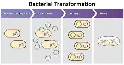 Bacterial transformation & selection (article) | Khan Academy - muktibox.com
