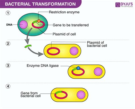 Bacterial Transformation Lab.pdf - Names period ... - Course Hero - muktibox.com