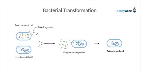 Bacterial Transformation Protocols - MilliporeSigma - muktibox.com