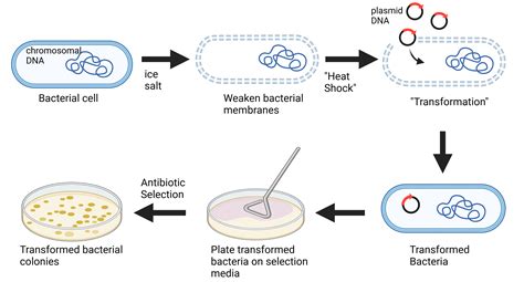 BACTERIAL TRANSFORMATION WITH RECOMBINANT DNA - muktibox.com