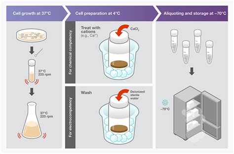 Bacterial Transformation Workflow and How to Verification - muktibox.com