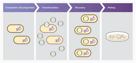 Bacterial Transformation Workflow - Thermo Fisher … - muktibox.com
