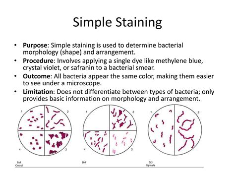 Bacteriology Staining Techniques Overview | PDF - muktibox.com