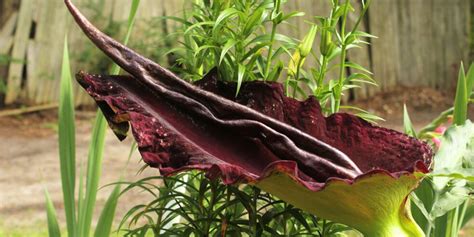 Bad Smell Flower - muktibox.com