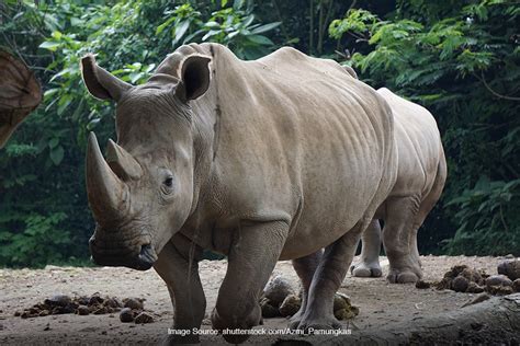 Badak jawa - Wikipedia bahasa Indonesia, ensiklopedia … - muktibox.com