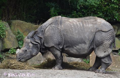 Badak sumatra - Wikipedia bahasa Indonesia, … - wintechmobiles.com