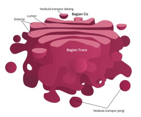 Badan Golgi - Wikipedia bahasa Indonesia, … - muktibox.com