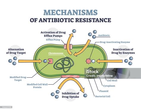 Bagaimana cara bakteri memperoleh resistensi terhadap antibiotik ... - raincitystudios.com