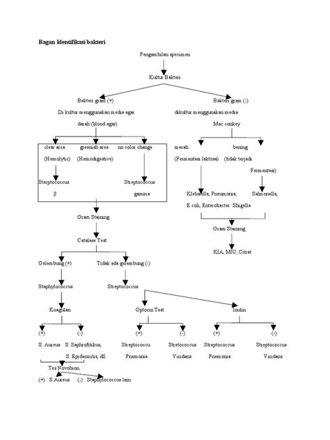 Bagan Identifikasi Bakteri dan Metodenya | PDF - Scribd - muktibox.com