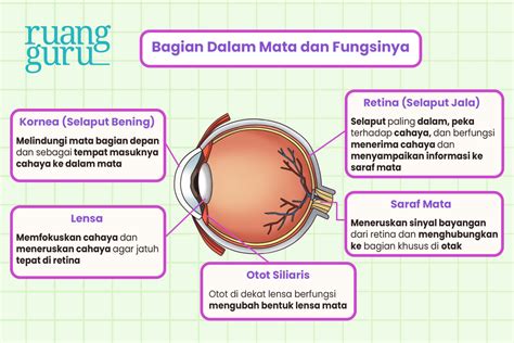 Bagian Mata dan Fungsinya - muktibox.com