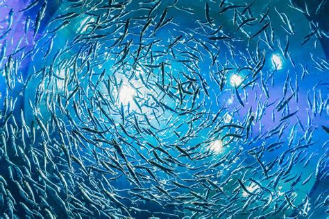 Bahamas Marine Conservation Grants 2026 - AndPurpose - raincitystudios.com