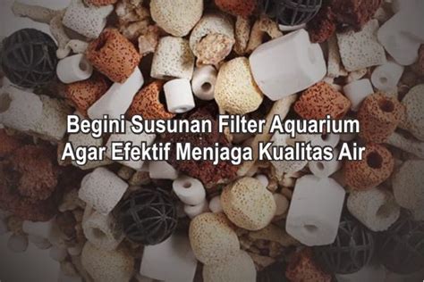 Bahan Alami Untuk Filter Aquarium - Bakteri Aquar - raincitystudios.com