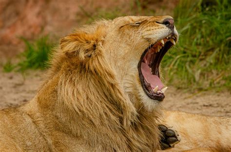 Bahaya Agresif Buas Singa - Jawaban TTS - Kunci TTS - muktibox.com