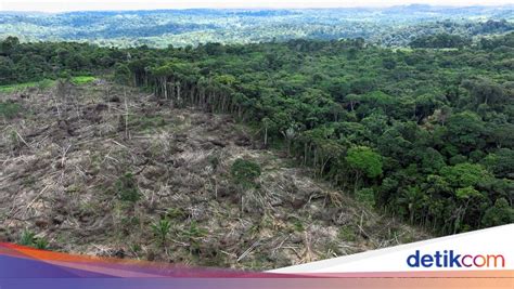 Bahaya Deforestasi dan dampaknya - raincitystudios.com