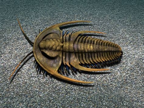 BAJI KI KALI PHUDI INSECT.  Even though trilobites were relatively primitiv...