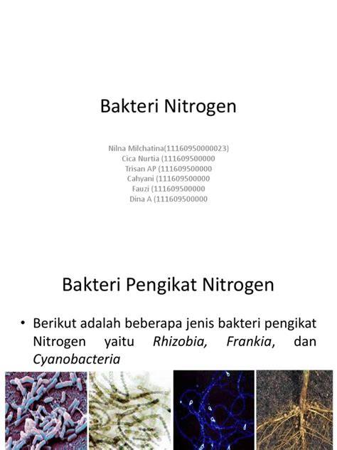 Bakteri nitrogen - Wikipedia bahasa Indonesia, … - raincitystudios.com