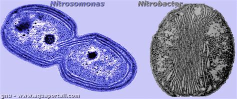 Bakteri Nitrosococcus , Nitrosomonas , dan Nitroba... - Roboguru - muktibox.com
