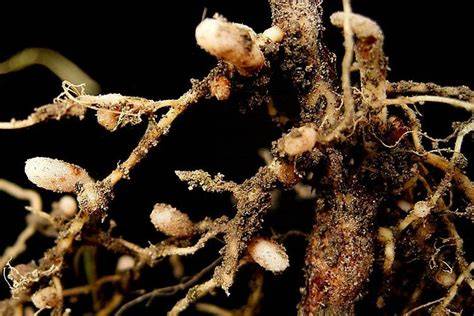 Bakteri Rhizobium pengikat nitrogen melakukan simb... - Roboguru - raincitystudios.com