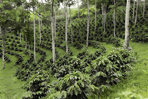 Balancing tree and crop biodiversity and yield in coffee plantations of ... - raincitystudios.com