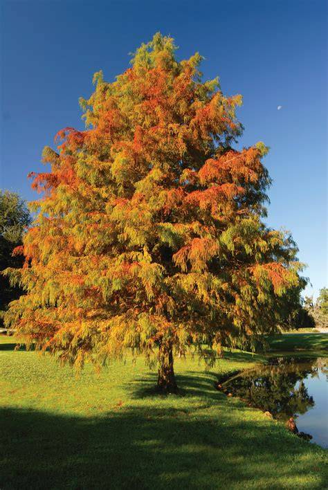 Bald Cypress - 25 Gallon – Trees and Plants - raincitystudios.com