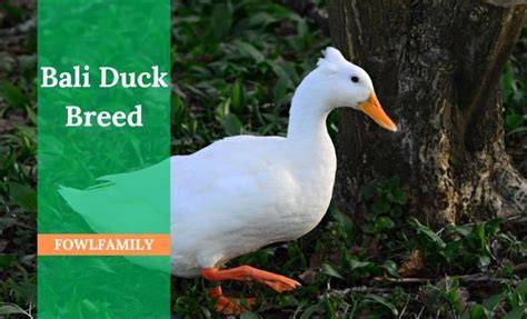Bali Duck Breed Profile - The Happy Chicken Coop - raincitystudios.com