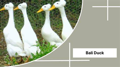 bali duck breeds - PoultryWizard - raincitystudios.com