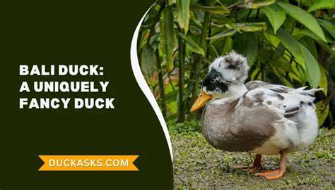 Bali Duck Characteristics, Color, Purpose, Pictures - Breeds List - raincitystudios.com
