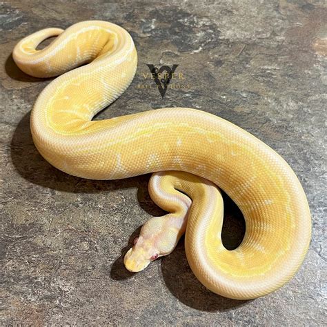 BALL PYTHON GENETICS – Vesper Ball Pythons