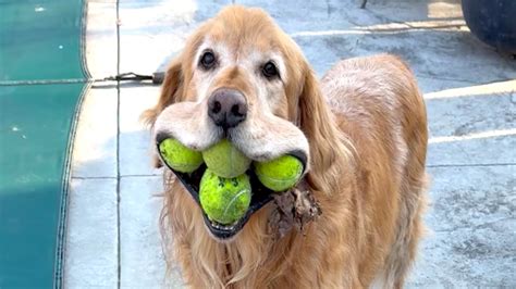 balls in mouth - elchoricharrua.com