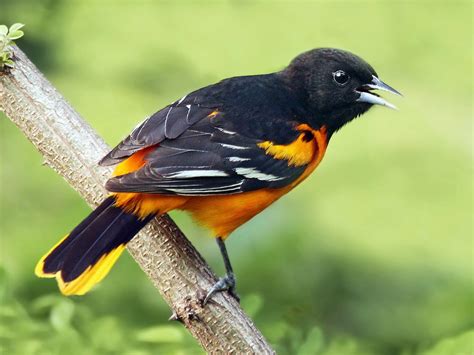 BALTIMORE ORIOLE; COTTONEYED JOE - ONE MEAT BALL; …